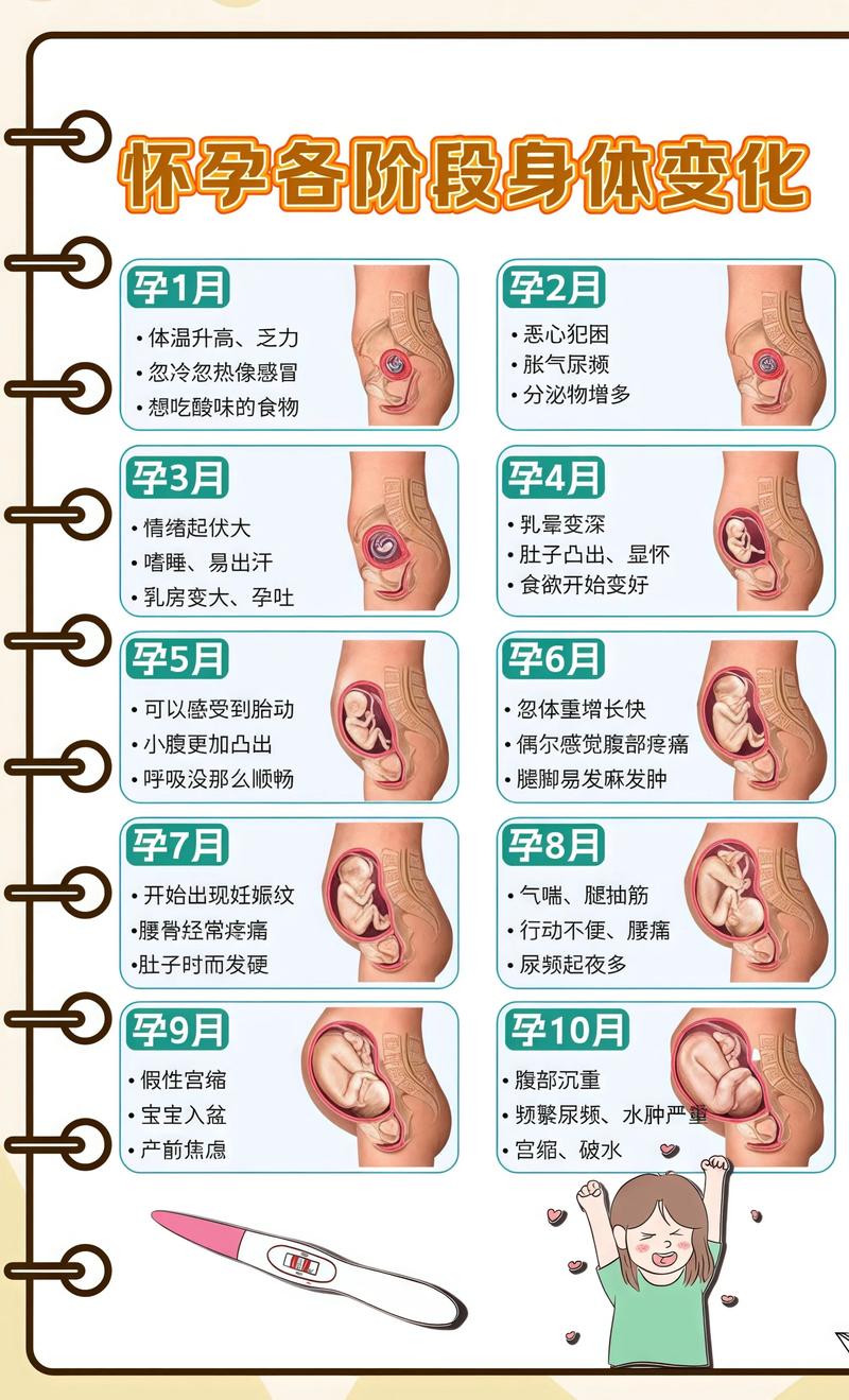揭秘供卵代孕妈妈怀孕小腹分两节，孕期变化的奥秘山东代生机构: